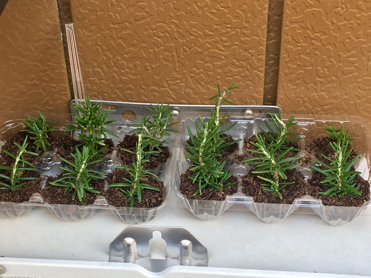 本手打ち そば蔵 ローズマリー が ものすごくわんさかわんさか で そんな時は 先端をパチリと切り 卵のパックに植えると またかわいいのが出てくるんじゃ って園芸評論家の方だったか じっちゃんだったかが言ってた気がするので やってみた 花 咲か