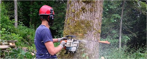 earthworkstree's tweet photo. #Tree_Removal Bellingham - We aim to make your #trees_safer so hopefully you won’t have to remove them, https://t.co/GGOz0sChcH https://t.co/4jFJomdDcC