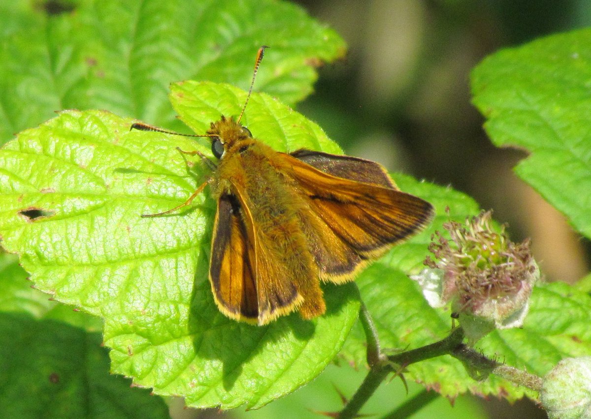 Vlinders op vakantie.
Weer mooie vlinders gesignaleerd op 't scharvelt