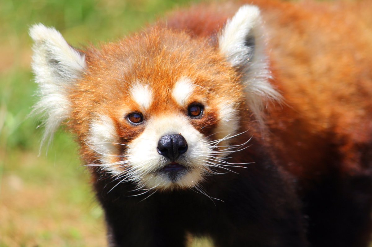 うい 動物の写真を撮るのは楽しいなー 東部動物公園 一眼レフ レッサーパンダ ニホンリス ミーアキャット