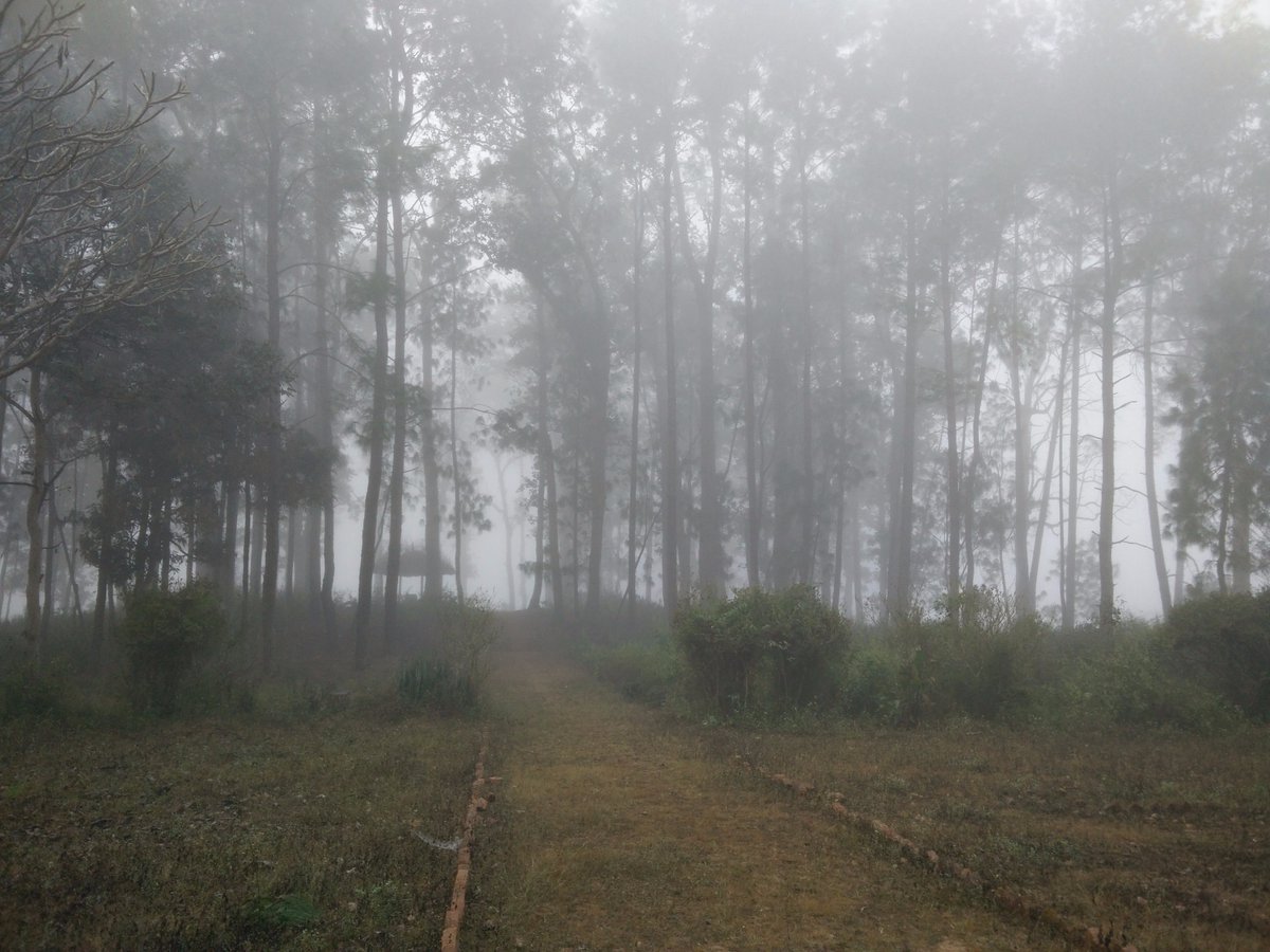 anilkumble1074's tweet photo. Connecting with nature is one of the most peaceful and serene things to do. Clicked on a misty morning in Chhattisgarh! #WorldEnvironmentDay https://t.co/nhWi8cRTHm