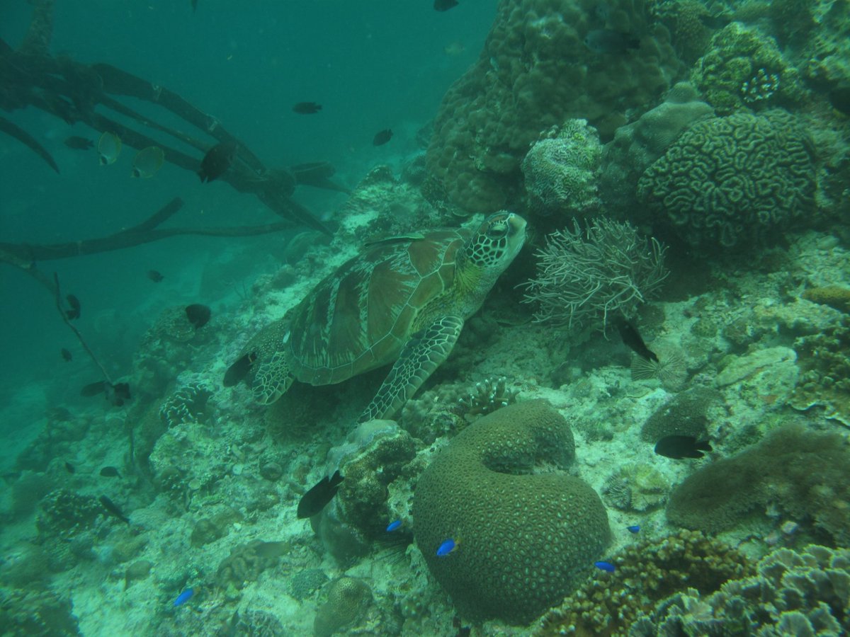 klpseis's tweet image. ウミガメに会っちゃいました(^ ^)

感動しましたよ！