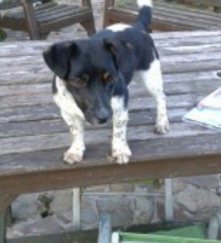 millypod1's tweet photo. 🆘#Lost #ScanMe Jack Russell Female
#Meerbrook nr #Leek #Staffordshire #Staffs #ST13
#ST8 #ST9 #ST10 #SK11 #SK17
https://t.co/7Oh0mUMdAu https://t.co/B2rqxg8ApO