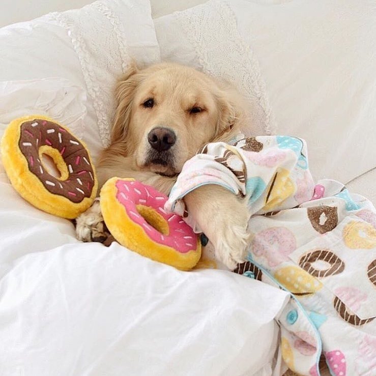 tailloversco's tweet photo. Monday Moods! 
😴😩🤒

MondayMorningBlues #MondayBlues #monday #mondaymoods #dogs #goldenretriever https://t.co/nxjv5aayES