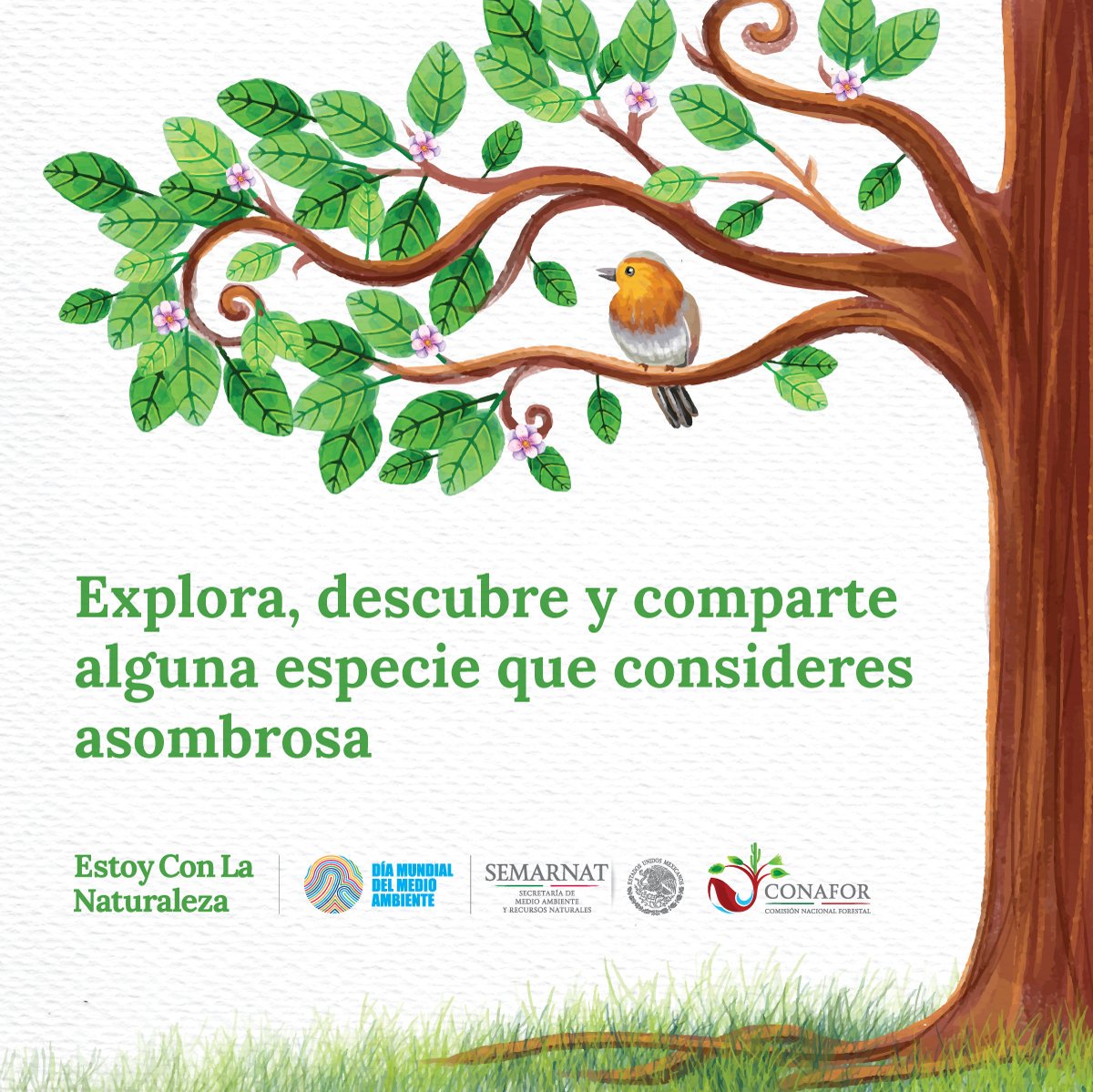 EmbaMexInd's tweet photo. #Mexico is one of the five countries with the largest #biodiversities in the world #WorldEnvironmentDay #WithNature #ConLaNaturaleza https://t.co/GchG3tnNJ1