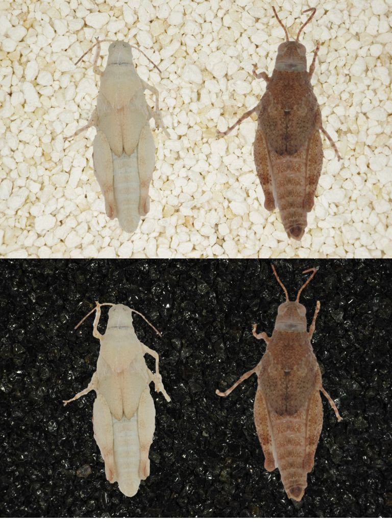 Pim_Edelaar's tweet photo. Our new paper: #grasshoppers become more #cryptically coloured if they think there are more predators around. https://t.co/CQ1ZAK9BHz https://t.co/rsCsW65TgA