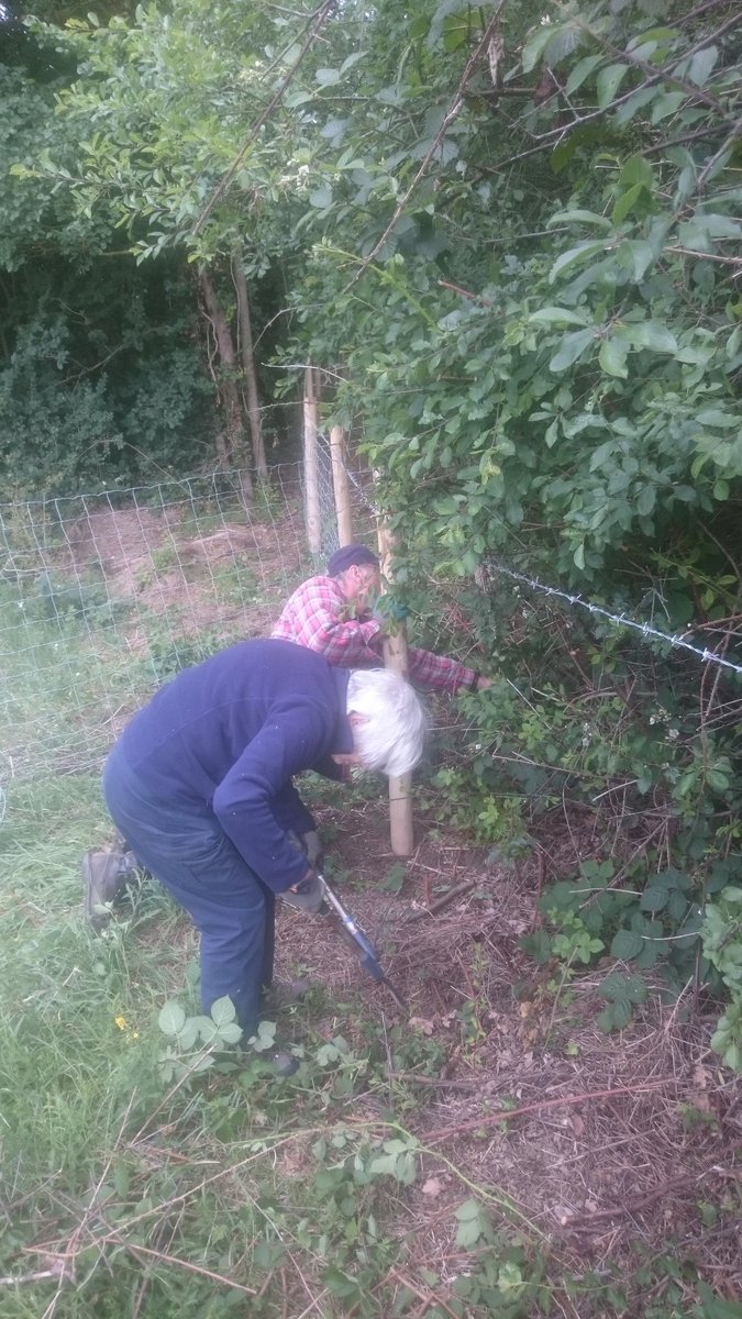 Fencing work at Horsenden Hill today, complete with suprise inspection! #volunteer #horsendenhill #moo