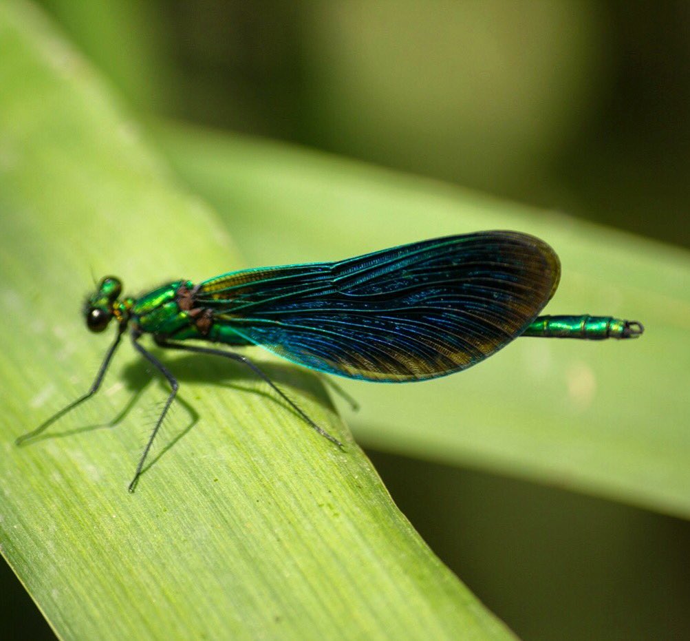 arghlex's tweet photo. Took a pic of this beautiful dragonfly on a walk yesterday with @jamesmellor near Titchfield Haven in Hampshire #springwatch @BBCSpringwatch https://t.co/clmnURcDVg