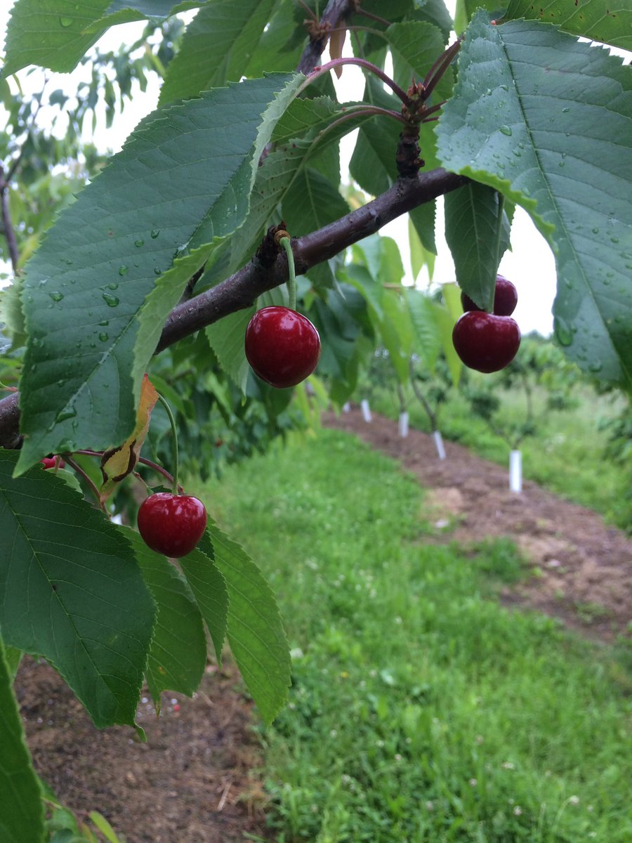 Picking our first cherry crop today before the birds do it for us #pafarming #FarmLife #pgh