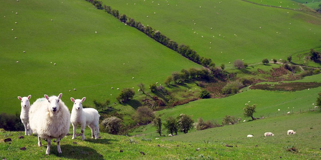 The farming sector in Wales 🐮

Read our Research Briefing ahead of <a href="/Plaid_Cymru/">Plaid Cymru 🏴󠁧󠁢󠁷󠁬󠁳󠁿</a> debate in Plenary on Wednesday bit.ly/2rsGlO3