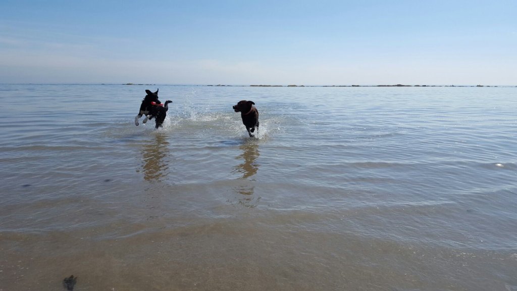 saxpep's tweet photo. Ellie and Pep hitting the surf... Weeehaaaa it's summer ! #VIPcomfycottages https://t.co/S5ZU75FaBX