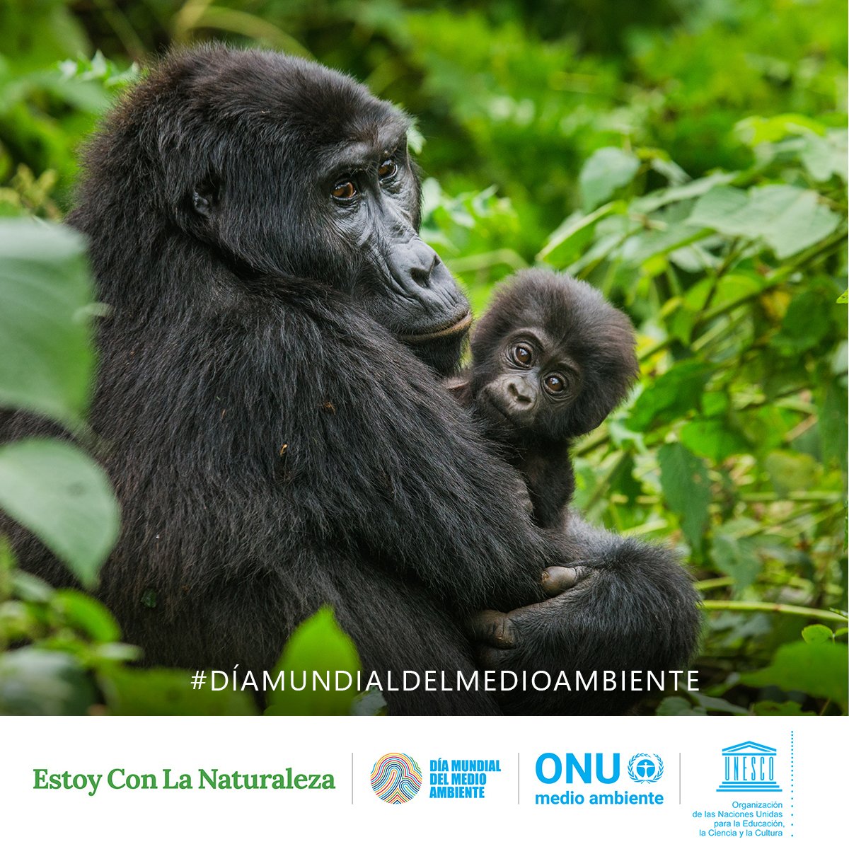 UNESCO_es's tweet photo. ¡Feliz #DíaMundialDelMedioAmbiente! Conecta #ConLaNaturaleza, vive en armonía con el planeta🌎Cuidémoslo juntos https://t.co/C2BZ8DJAvi https://t.co/djDjrFp0P0