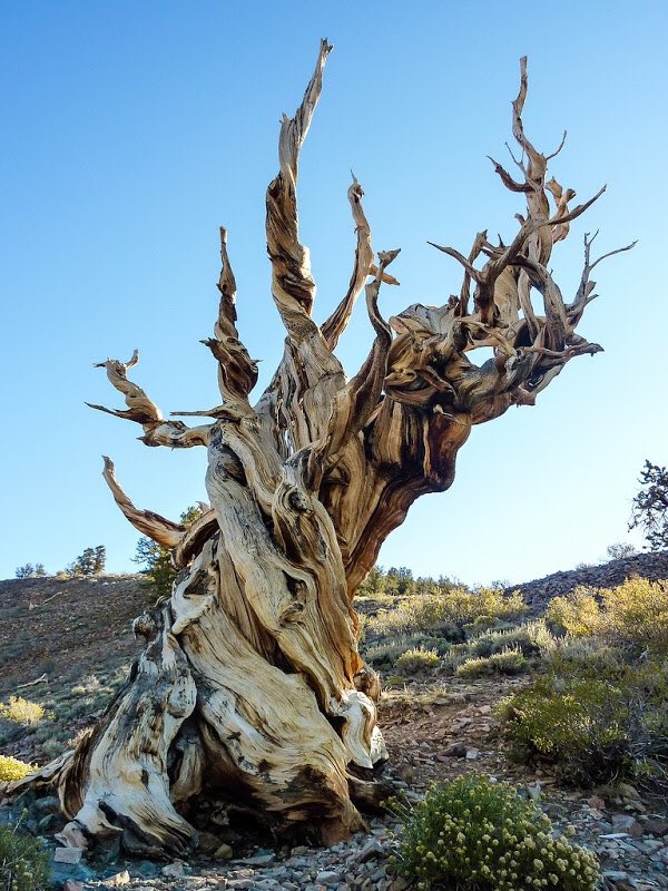 NaturelsWeird's tweet image. Bristlecone pines are the oldest organisms on the planet, some living to 5,000 years of age!