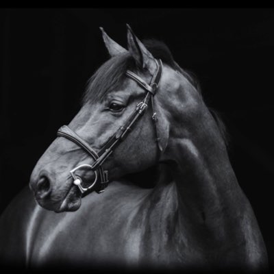 #NewProfilePic drool. Anatomical bridles with removable flash in stock in Cob, Full, and Oversize. $140 including Fancy Stitch Reins!