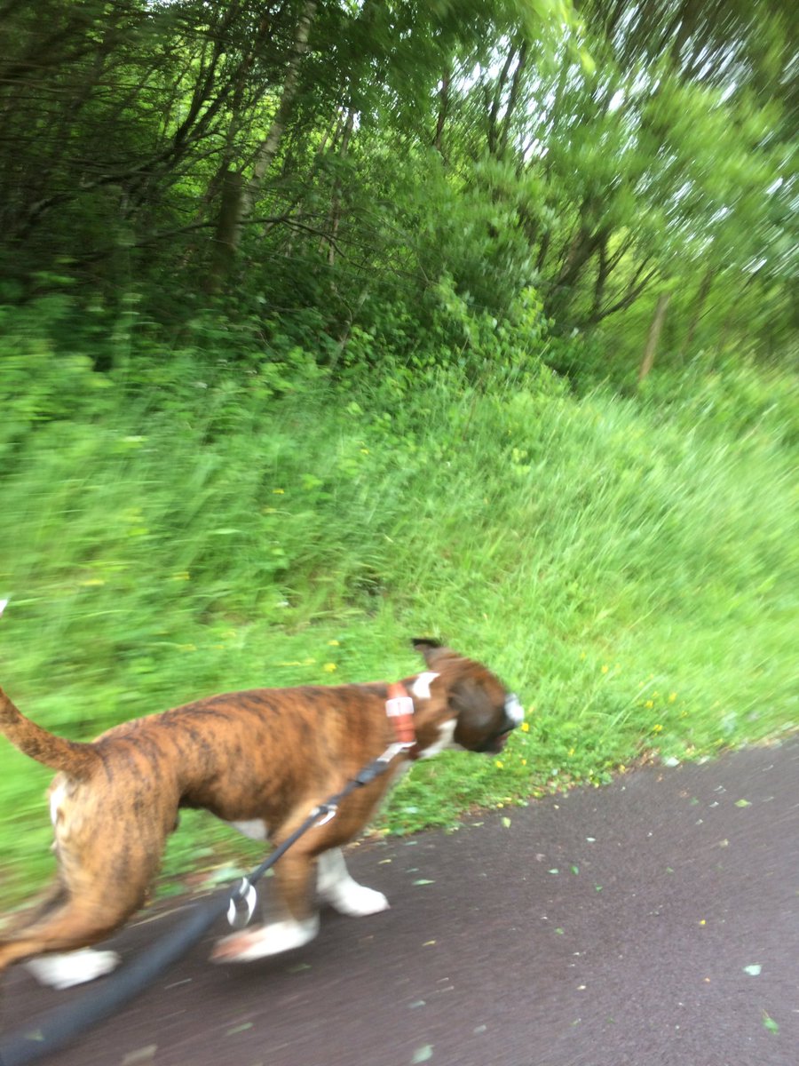 arobs13's tweet image. 1st run in ages &amp;amp; my legs are screaming after 8miles. Old loop I used to do with Jake now introduced to Jackson, Archie up next
#BoxerPower