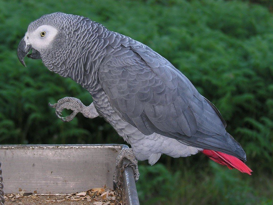 BirdLifeAfrica's tweet photo. African Grey Parrot (Psittacus erithacus):weighs 0.41 kg, found mostly in moist lowland forests. Rated wholly protected in Ghana #Birds https://t.co/EcWYDOkBWb