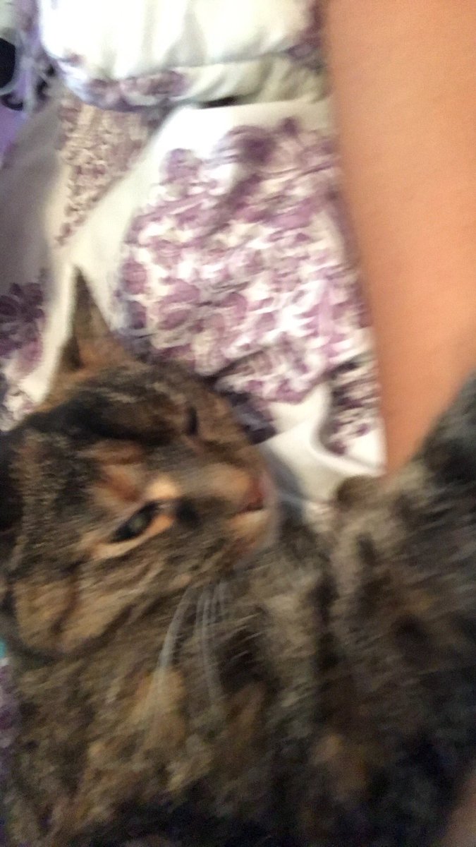 ZuzuuBell's tweet photo. i can't stand when hannah pets me . #catprobz https://t.co/k3TidKwuFm