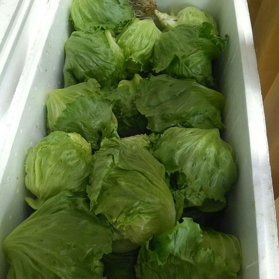 DefreshMalang's tweet photo. Late post Harvest time Lettuce Ice berg #lettuce #lettuceiceberg #IceBerg https://t.co/82aND1PVz0