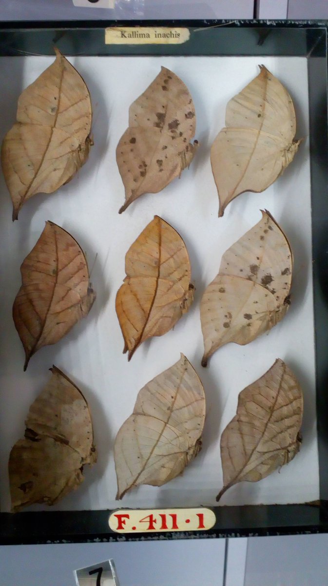 MrIchthyosaurus's tweet photo. Not leaves but 'Indian Leaf Butterflies'! #Camouflage #butterfly #HideAndSeek #museums https://t.co/sf1kXyzXgB