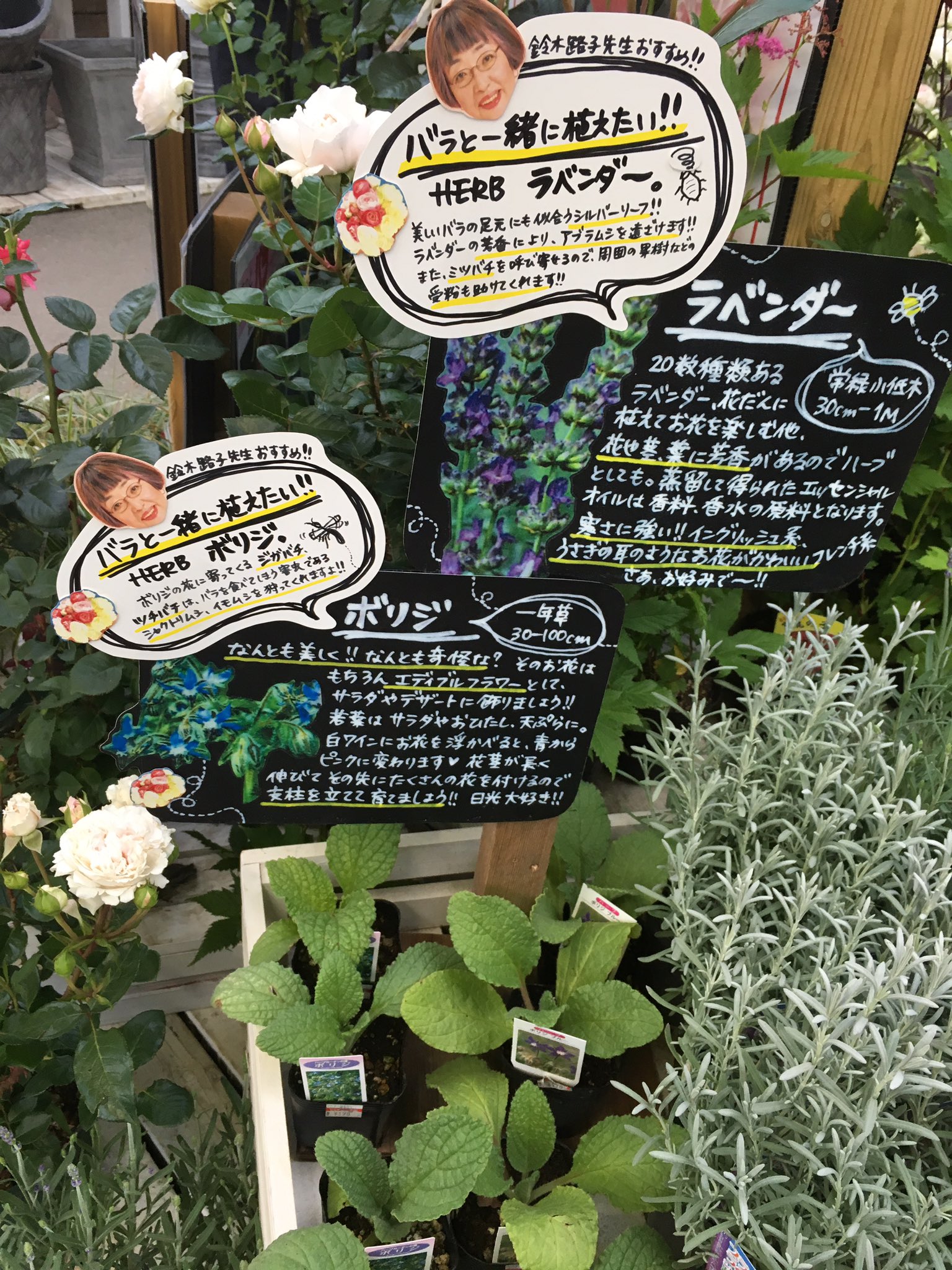 تويتر ジョイフル本田 ガーデンセンター على تويتر ガーデンセンター宇都宮店です バラ と一緒にハーブを植えてみませんか ボリジやラベンダーは バラのコンパニオンプランツと言われています バラ ハーブ コンパニオンプランツ T Co Xrirq6rh6b تويتر ジョイフル本田 ガーデンセンター على تويتر ガーデンセンター宇都宮店です バラ と一緒にハーブを植えてみませんか ボリジやラベンダーは バラのコンパニオンプランツと言われています バラ ハーブ コンパニオンプランツ T Co Xrirq6rh6b