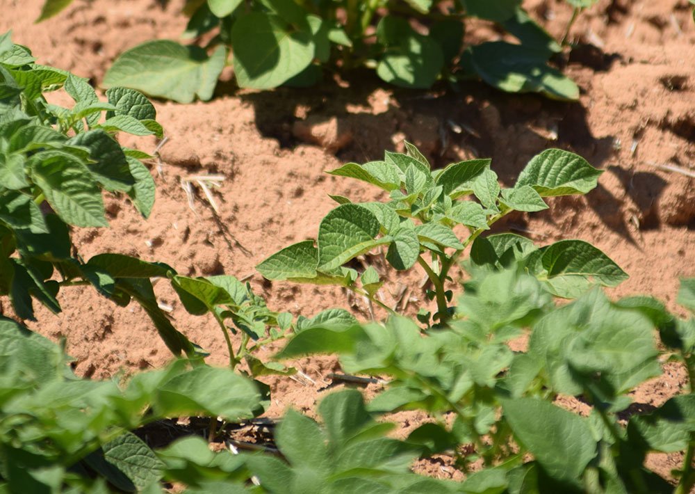 Revistacampo_'s tweet photo. Feliz #DíaMundialDelMedioAmbiente a toda la gente del #campo que cuida sus tierras para asegurar el futuro de todos ¡Gracias 👨‍🌾🌱! https://t.co/op1Nemy7al