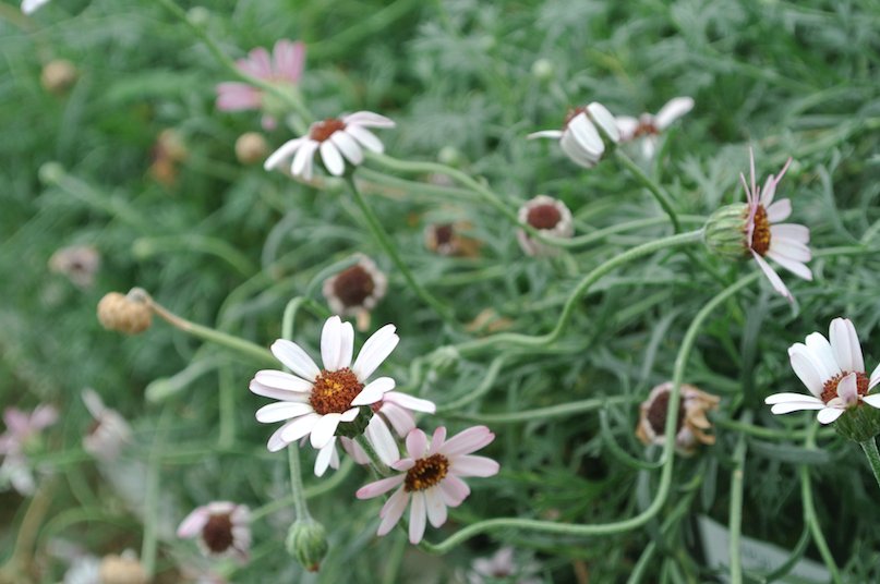PlantBuddies's tweet photo. #Rhodantheum #PrettyInPink has daisy-like flowers that bloom upon wiry stems, A very attractive #PlantOfTheWeek 😃 https://t.co/RYpwS0aXIn