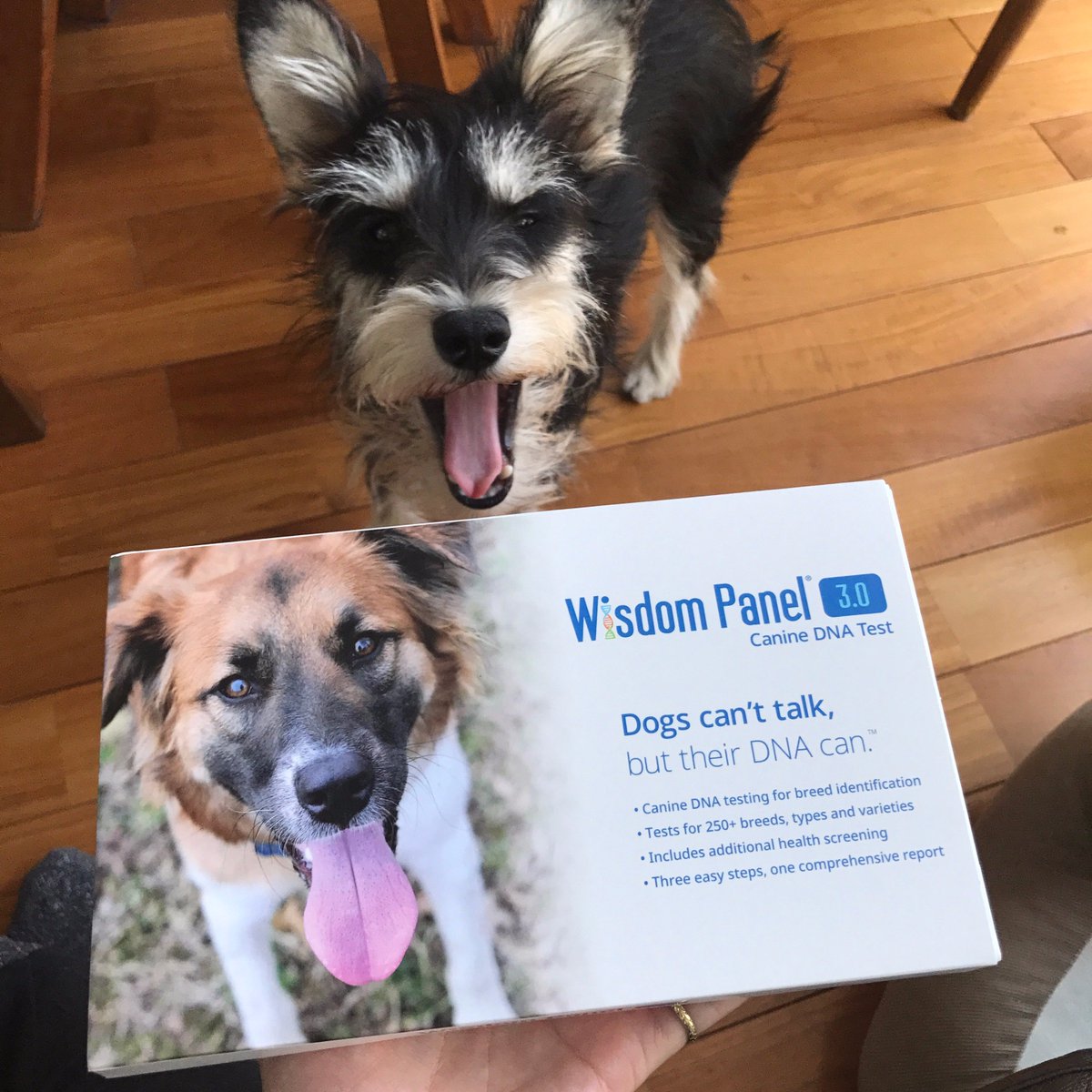 オガワナホ 3世代前までの犬種を教えてくれる犬用dnaテストが到着 モノはモノとしてかわいいけのだど ちょっと気になってので T Co Vm49qdnazy Widsompanel オガワナホ 3世代前までの犬種を教えてくれる犬用dnaテストが到着 モノはモノとしてかわいいけのだど ちょっと気になってので T Co Vm49qdnazy Widsompanel