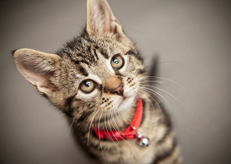Prestige_Photo's tweet photo. Sometime's we get to snuggle beautiful little creatures like this during a studio session. It's a tough job, but somebody's got to do it! https://t.co/IiaWDVIalI