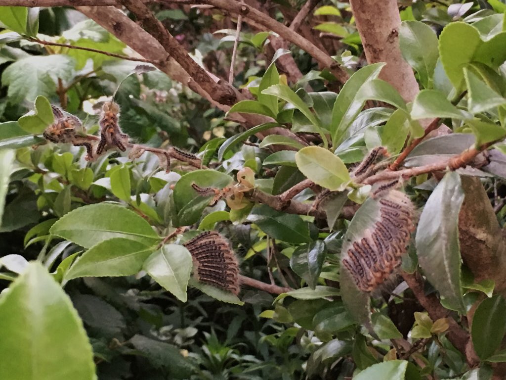 片桐水面 漂ってた毛虫の毛にかぶれたことあります 辛かったです まあ ほっといたらそのうちどこかへ行くかなと ここへは近づかないようにします