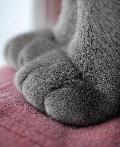 drunktwi's tweet photo. Хочу кота https://t.co/4T4kqLkDyr