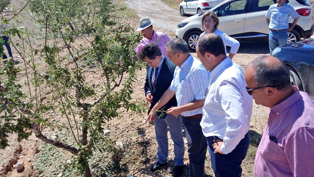 ppcaravaca's tweet photo. @paco_jodar ha visitado la zona del campo de #Caravaca afectada por la granizada de ayer 🌱🍑⛈ más de 20.000 toneladas de fruta y hortalizas https://t.co/lB2tyb9C86