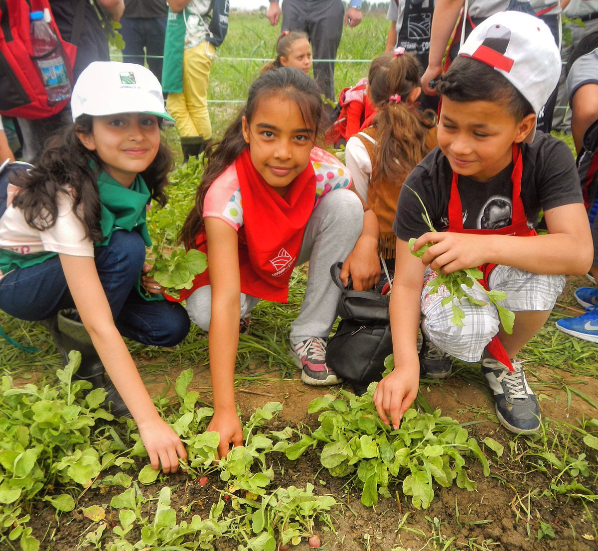 Biz ektiğimiz turpların hasadını yaptık.  Turp, salatalık, roka, maydanoz, soğan... akşam yemeğindeki salata bizden #toprakvecocuk