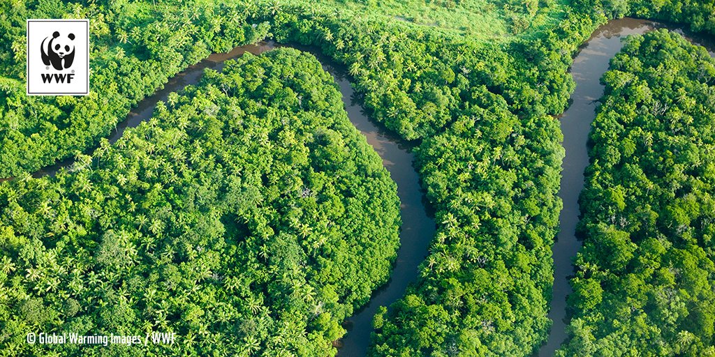 WWFFrance's tweet photo. 🌳 En cette journée mondiale de l'#environnement, rendons hommage aux poumons de notre planète : les forêts ! ❤️ #WorldEnvironmentDay https://t.co/1WxfbH7W9Z