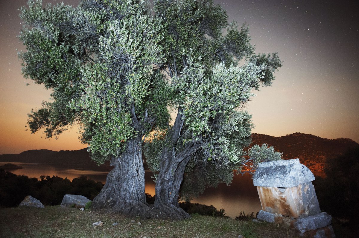 AtlasDergisi's tweet photo. Geleceğimize sahip çıkmak için doğayı korumak gerek. #5HaziranDünyaÇevreGünü (Fotoğraf: Kekova'da bir zeytin ağacı / Turgut Tarhan) https://t.co/etA8e8gDMn
