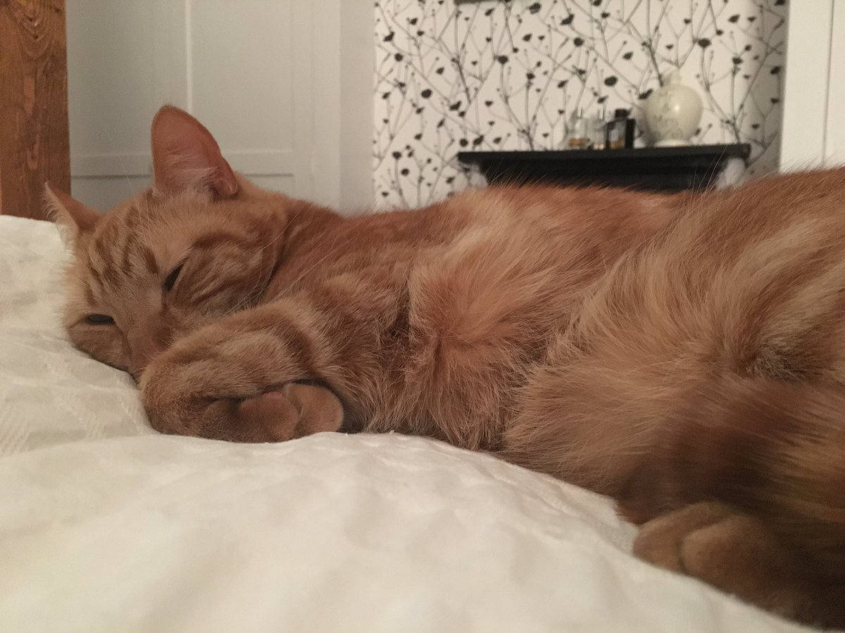 Milly_Puff's tweet photo. MISSING! Last seen in Milford, Godalming on 3rd June. Please help me find him, he'll be so scared #FindStuart #MissingInMilford https://t.co/e2KqawpgKY