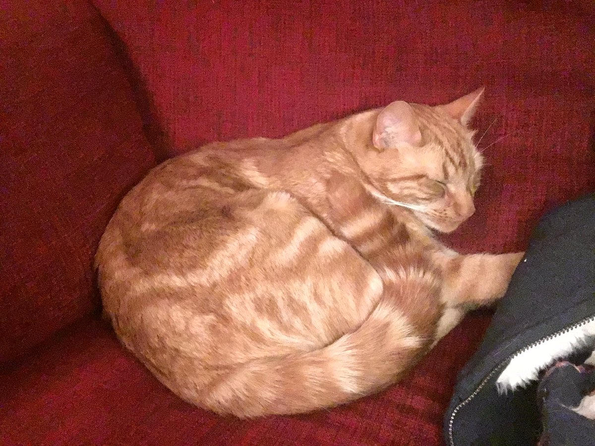 Milly_Puff's tweet photo. MISSING! Last seen in Milford, Godalming on 3rd June. Please help me find him, he'll be so scared #FindStuart #MissingInMilford https://t.co/e2KqawpgKY