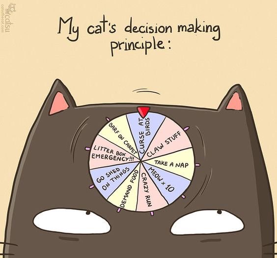 LeggettRebeckah's tweet photo. #catdecisions https://t.co/erAidSM49Y