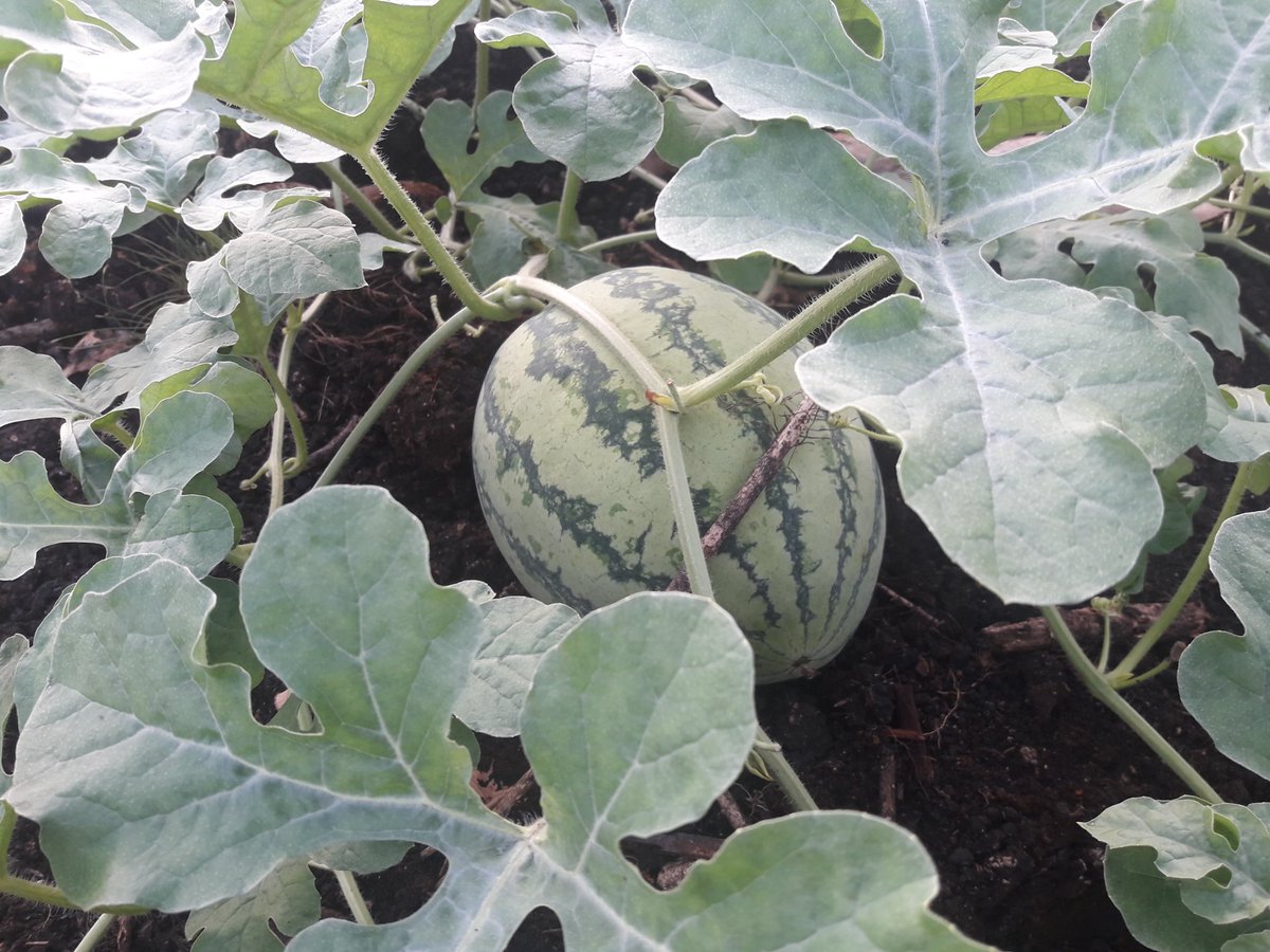 Mengamati prkembangan buah smangka dr menit ke jam ke hari ke minggu dan bln,sngt menyenangkan.mengamati perkembangan bangsa ini? Aku sedih.