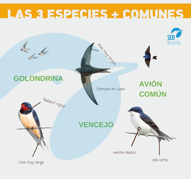 SEO_BirdLife's tweet photo. Vencejos, aviones y golondrinas, nuestros amigos alados en los cielos urbanos 😍👉
#DiaMundialDelMedioambiente https://t.co/LcxQ3RLKVX