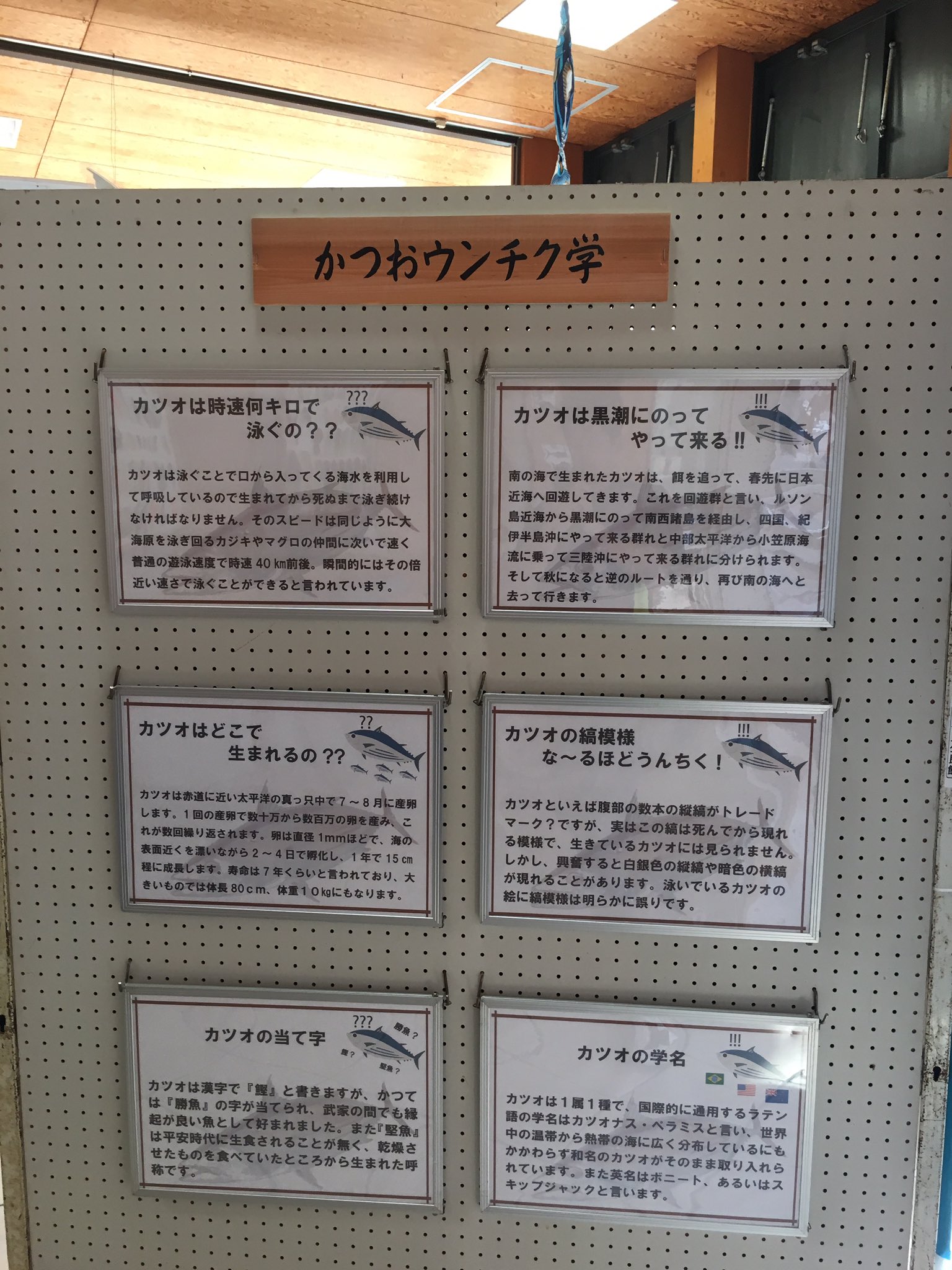 Simon Sin カツオについて知らなかった事実 カツオの体の縞模様 は死んだ後にしか現れない 生きてる時は縞がないので生きて泳いでるカツオの絵を描く人は要注意だ カツオ警察がやって来るぞ T Co Amwcdwxanx Twitter