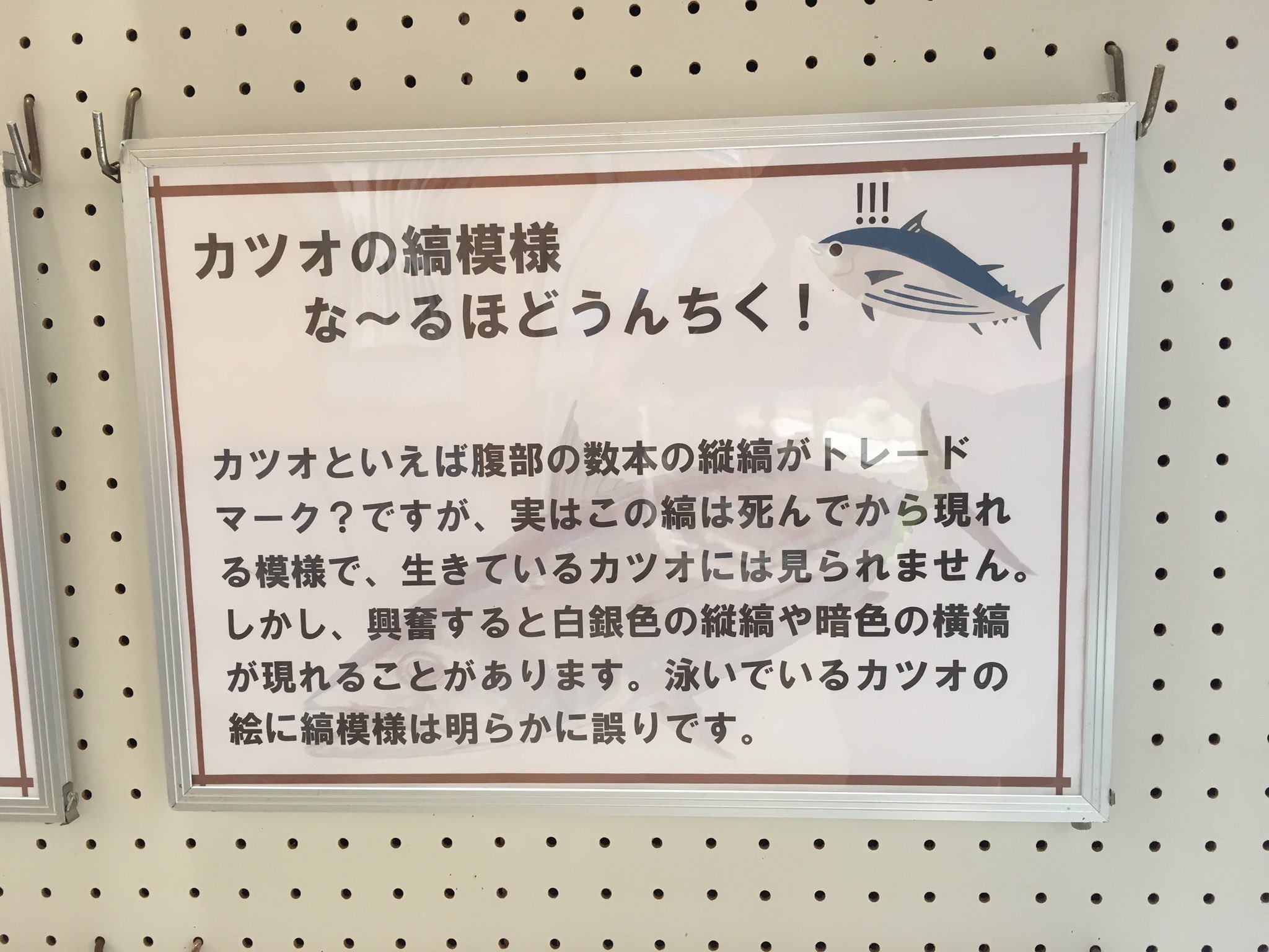 Simon Sin カツオについて知らなかった事実 カツオの体の縞模様 は死んだ後にしか現れない 生きてる時は縞がないので生きて泳いでるカツオの絵を描く人は要注意だ カツオ警察がやって来るぞ T Co Amwcdwxanx Twitter