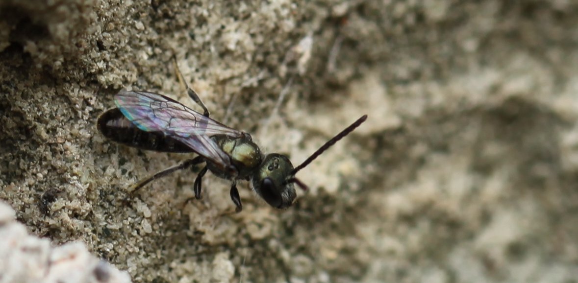 B_Strawbridge's tweet photo. 'S' is for... Smeathman's Furrow-bee (Lasioglossum smeathmanellum) a tiny metalic green solitary bee #AlphabetBees Day 19 https://t.co/Bd2uQFF4hE