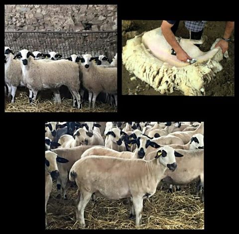 GanchilloNR's tweet photo. Quiero desearos feliz  #DiaMundialdelMedioAmbiente  compartiendo esta imagen de Artesanía Santiago Geijo del Val de San Lorenzo🐑🐏 https://t.co/pFHYNCDOh9