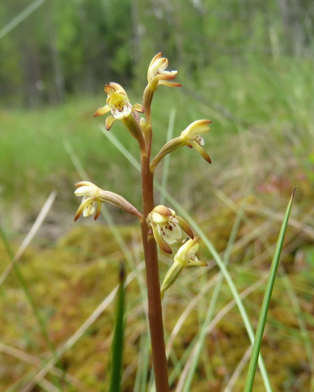 Zied trejdaivu koraļļsakne Corallorhiza trifida. Aizsargājama un reta suga LV. Aug  mitros, ēnainos mežos, pārejas purvos.
Foto: 4.06.2017.