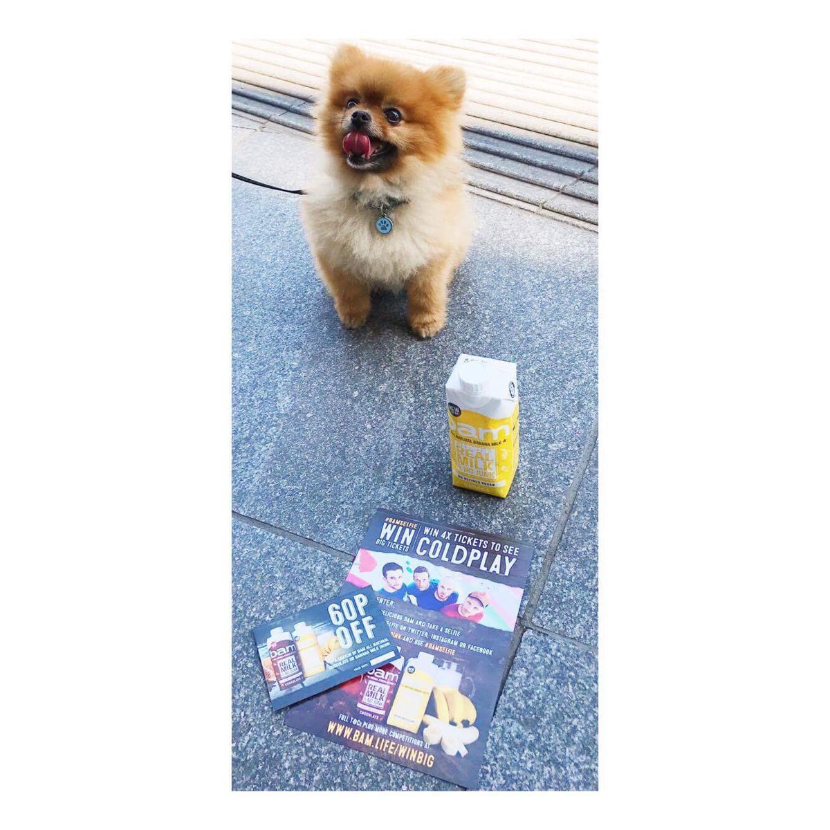 Bamorganic's tweet photo. We've been out and about in #London spreading the #BamLove -this little cutie wants to win some @coldplay tickets! Get your #BamSelfie on! 💥 https://t.co/nCkj16eCKD