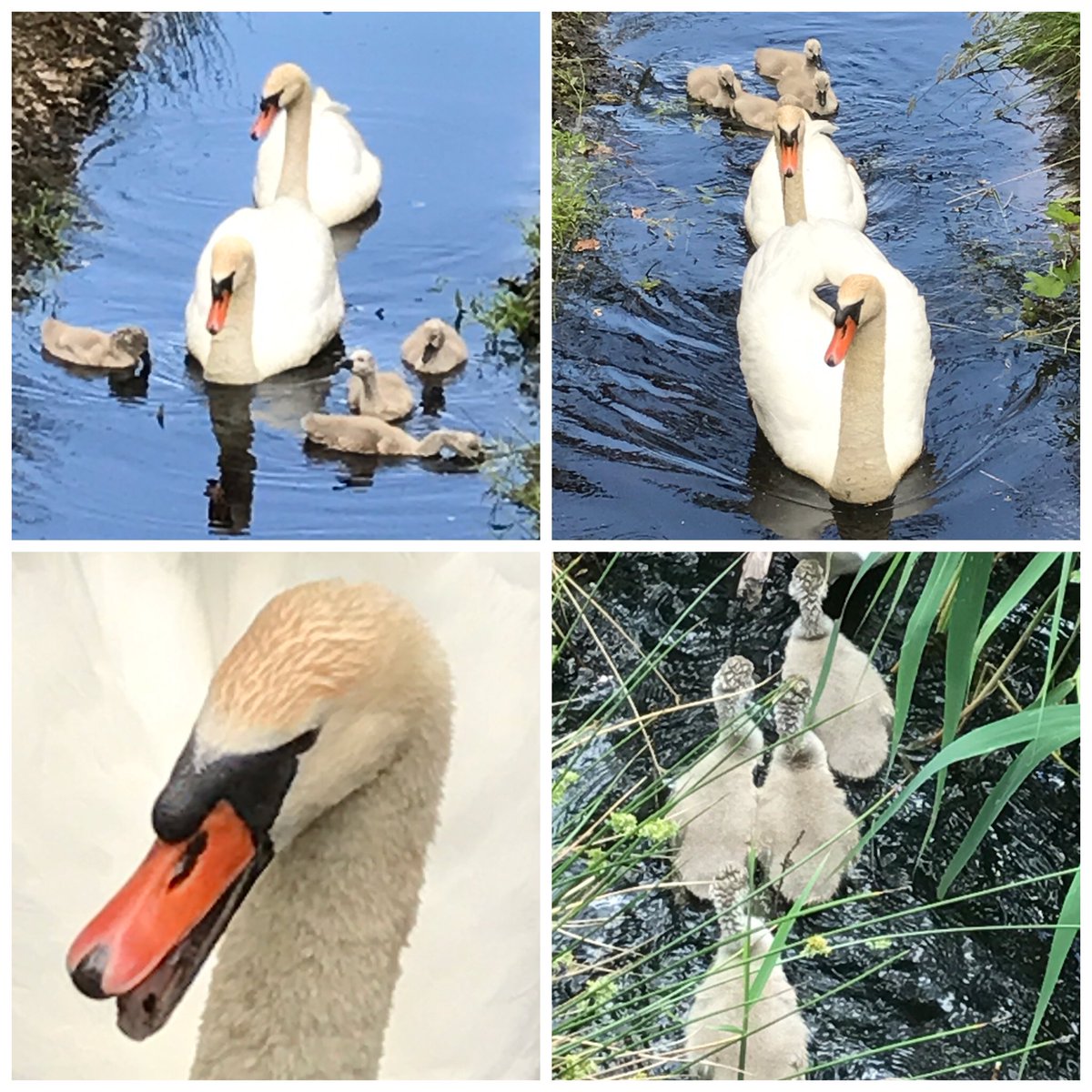 #jong geluk op prachtig landgoed <a href="/GrooteScheere/">De Groote Scheere</a> in Holthone . @VechtdalTIP om heerlijk te wandelen en te genieten van dit stoere landgoed!