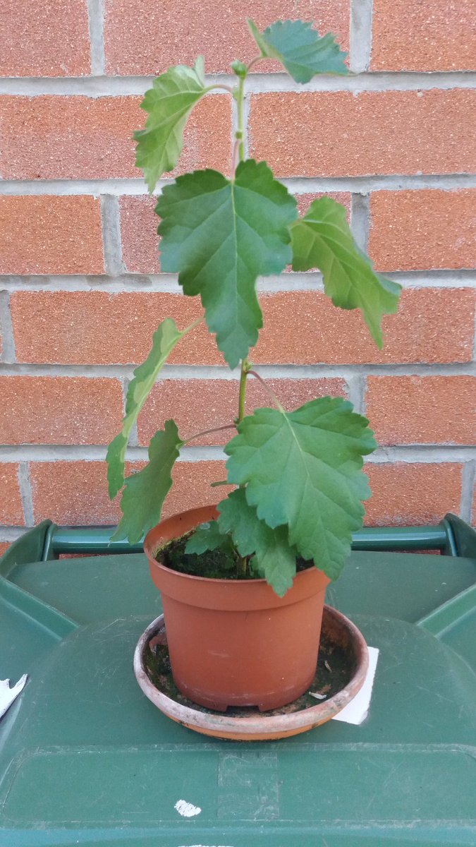Misty4SRK's tweet photo. @KKRiders @iam_juhi Very worthy cause for #WorldEnvironmentDay I love it. Here's my #SRKTree that I planted last year. It's grown & thriving with lots of TLC 😊🌴 https://t.co/MjzuyYP6UT
