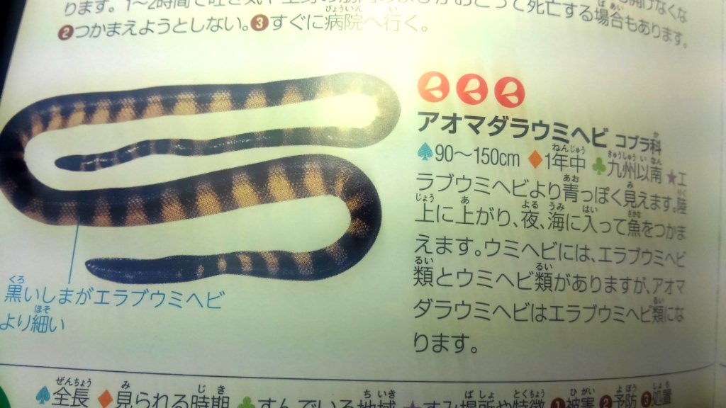 雨傘屋 בטוויטר 写真を提供したポケット図鑑 ウミヘビの写真間違いが やはり生物系出版でもウミヘビに対する認識が甘い 明日メールしよう 因みに写真の種類はクロガシラウミヘビ アオマダラウミヘビは名の通り灰青色をして若い個体は顔に黄色い発色が見られたり 雨傘屋 בטוויטר 写真を提供したポケット図鑑 ウミヘビの写真間違いが やはり生物系出版でもウミヘビに対する認識が甘い 明日メールしよう 因みに写真の種類はクロガシラウミヘビ アオマダラウミヘビは名の通り灰青色をして若い個体は顔に黄色い発色が見られたり