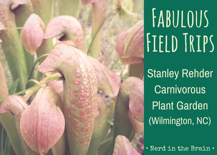 NerdintheBrain's tweet photo. Fabulous Field Trips: Stanley Rehder Carnivorous Plant Garden https://t.co/bpW22IL58l https://t.co/HIkr4Kq8vG