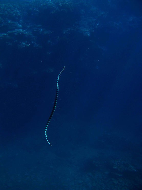 O Xrhsths 雨傘屋 Sto Twitter アオマダラウミヘビは強毒性にも関わらず非常に穏和な性格で 今まで150個体以上扱ってきたが咬むそぶりさえしなかった 尤も穏和とは言え毒蛇なので一般人は手に取るべきではない 一方クロガシラウミヘビはかなり狂暴で触ればほぼ確実